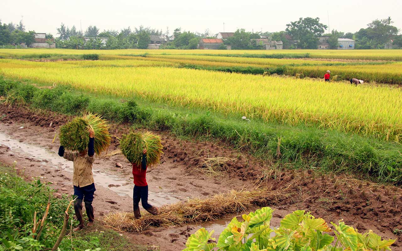 Harvesting rice in Vietnam