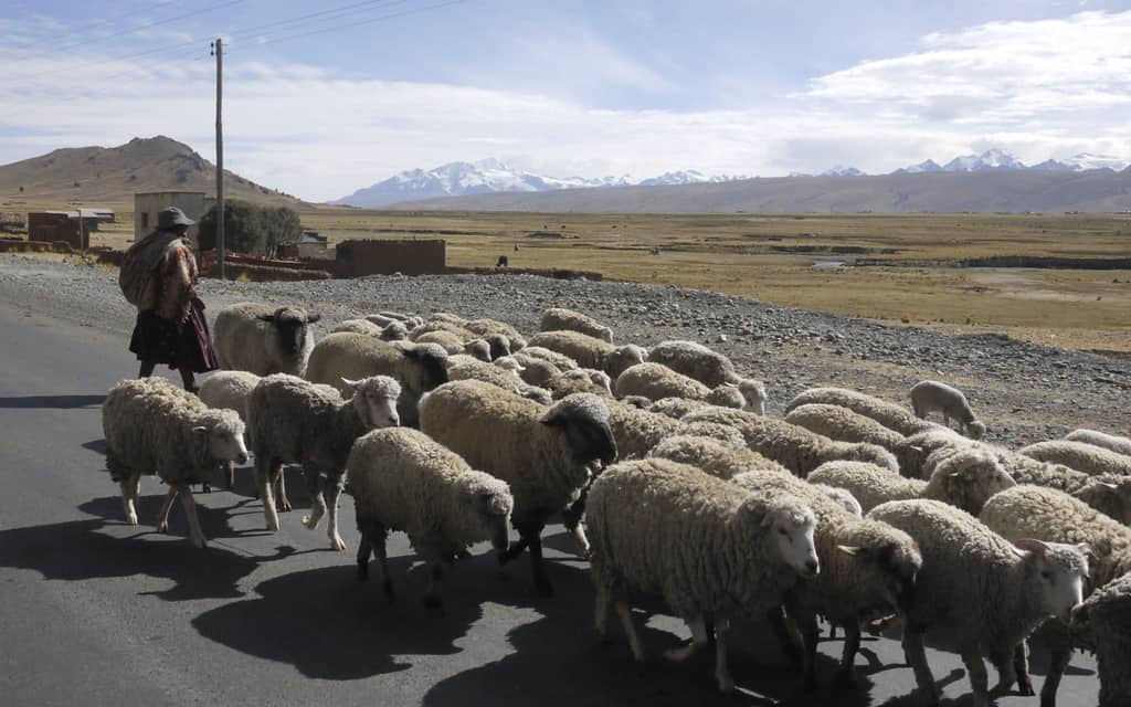 Young shepherds in Bolivia live the Christmas story