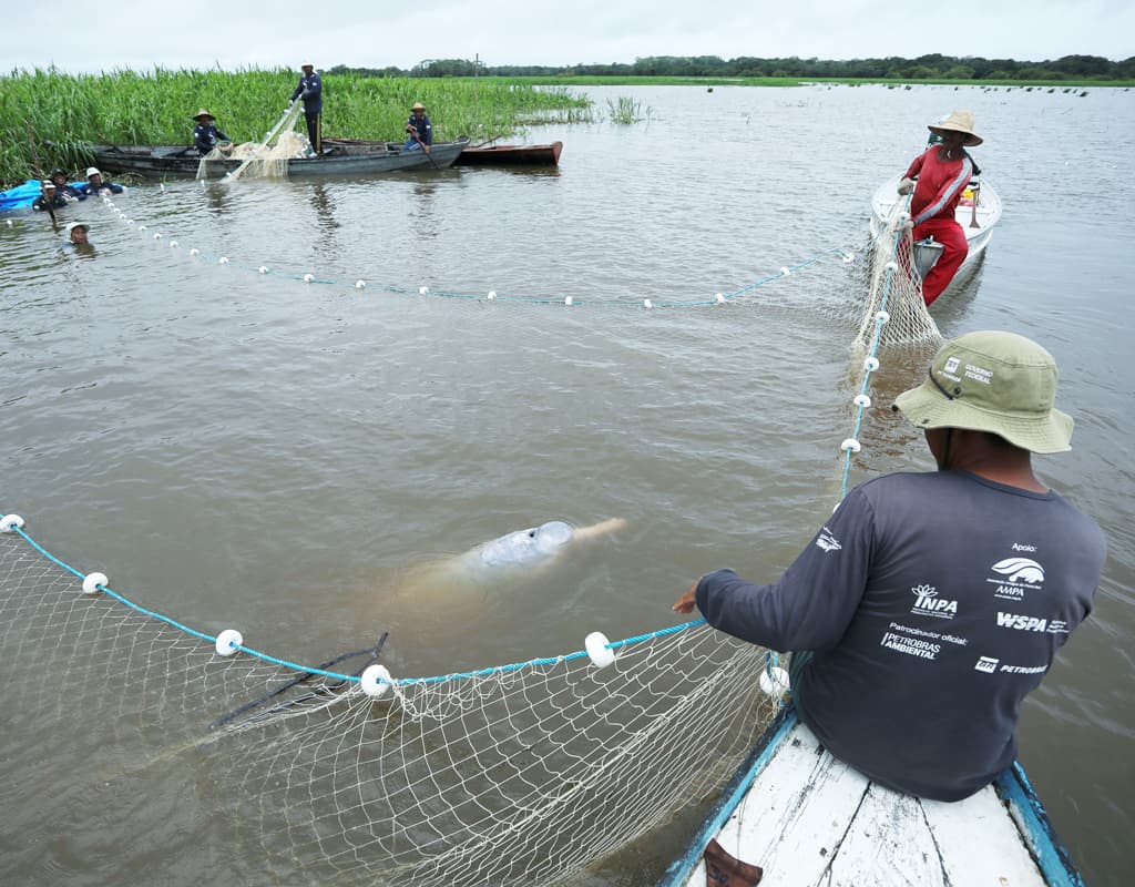 Querida Amazonia: Call for a Missionary Church