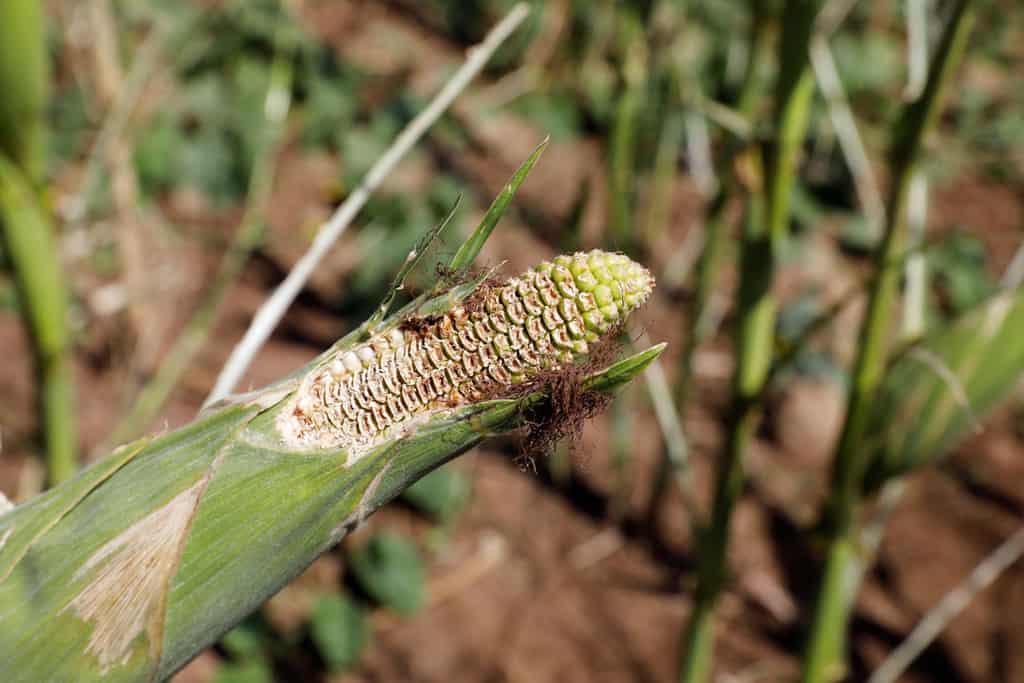 An ear of corn eaten by desert locust is pictured in late June in a field near Lodwar, Kenya. Predictions of a return of desert locusts in East Africa are triggering concerns among Catholic Church leaders and experts in the region, where communities are still recovering from the destruction by the first wave. (CNS/Baz Ratner, Reuters)