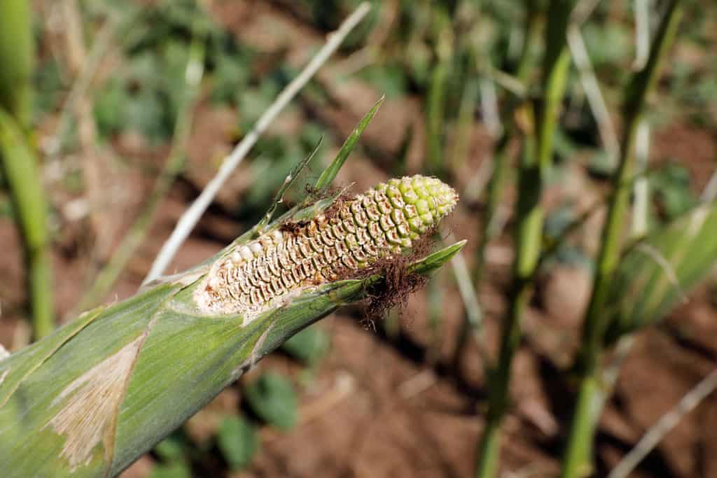 AFRICA-LOCUSTS-web-corn An ear of corn eaten by desert locust is pictured in late June in a field near Lodwar, Kenya. Predictions of a return of desert locusts in East Africa are triggering concerns among Catholic Church leaders and experts in the region, where communities are still recovering from the destruction by the first wave. (CNS/Baz Ratner, Reuters)