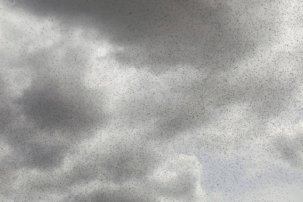 AFRICA-LOCUSTS-web-sky A swarm of desert locusts flies over the village of Lorengippi, Kenya, in early July. Predictions of a return of desert locusts in East Africa are triggering concerns among Catholic Church leaders and experts in the region, where communities are still recovering from the destruction by the first wave. (CNS/Baz Ratner, Reuters)