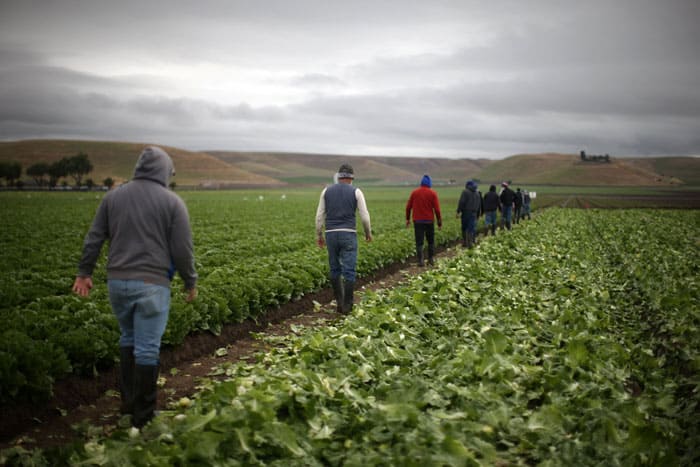 Migrant farmworkers with H-2A visas harvest romaine lettuce in King City, Calif., April 17, 2017. (CNS photo/Lucy Nicholson, Reuters) immigration bills