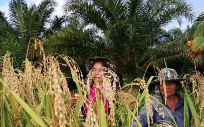 Land Rights Activists Face Risk of Death in Southern Thailand
