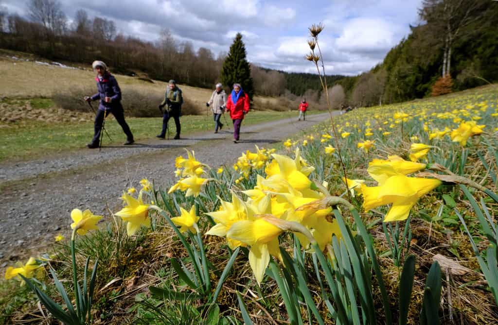 Hikers walk past a field of wild narcissi flowers in the Eifel region close to the German-Belgian border, near Höfen, Germany, April 16, 2021. The message of Pope Francis' encyclical, "Laudato Si', on Care for Our Common Home," continues to be prophetic for a pandemic-hit and post-pandemic world, according to the Vatican office responsible for environmental concerns. (CNS photo/Wolfgang Rattay, Reuters)