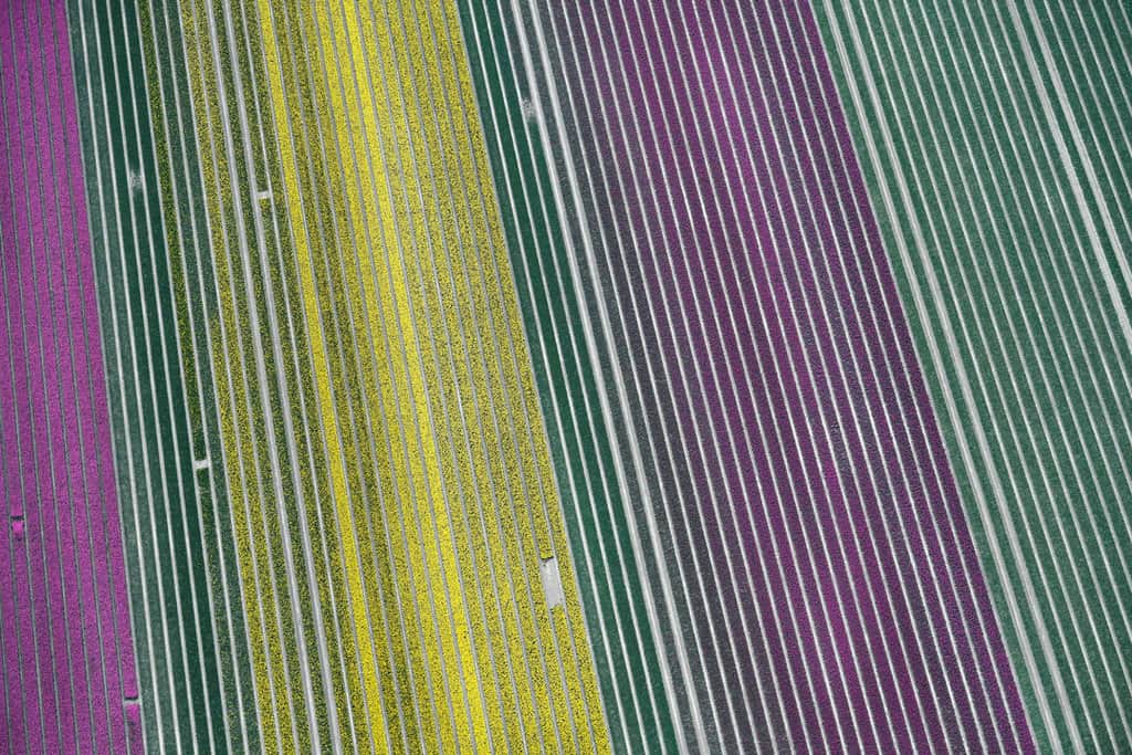 An aerial view shows flower fields in Lisse, Netherlands, April 28, 2021. The message of Pope Francis' encyclical, "Laudato Si', on Care for Our Common Home," continues to be prophetic for a pandemic-hit and post-pandemic world, according to the Vatican office responsible for environmental concerns. (CNS photo/Piroschka van de Wouw, Reuters)