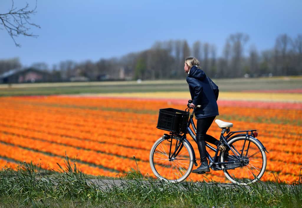 A girl cycles past a flower field in Lisse, Netherlands, April 28, 2021. The message of Pope Francis' encyclical, "Laudato Si', on Care for Our Common Home," continues to be prophetic for a pandemic-hit and post-pandemic world, according to the Vatican office responsible for environmental concerns. (CNS photo/Piroschka van de Wouw, Reuters)
