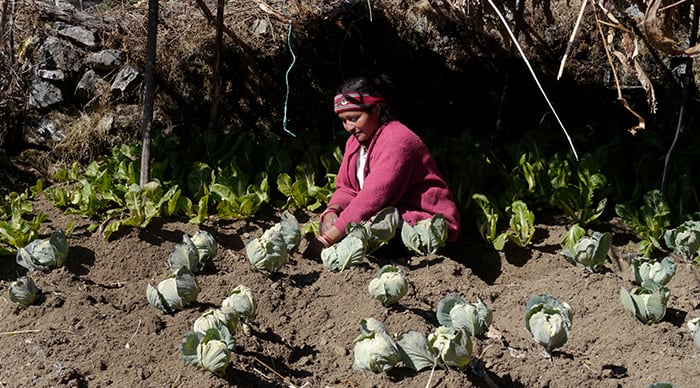farming hunger:Krishna Maya Basnet tends her kitchen garden at Malemchigaun Sherpa village in Langtang, Nepal, where Maryknoll Father Joseph Thaler supports small-scale, sustainable agricultural projects. (Sean Sprague/Nepal)