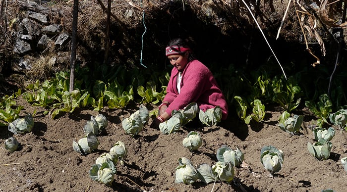 feature--13np187-RESIZED farming hunger:Krishna Maya Basnet tends her kitchen garden at Malemchigaun Sherpa village in Langtang, Nepal, where Maryknoll Father Joseph Thaler supports small-scale, sustainable agricultural projects. (Sean Sprague/Nepal)