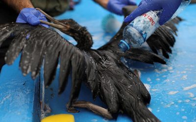 Oil Spill in Peru Harms Environment, Livelihoods