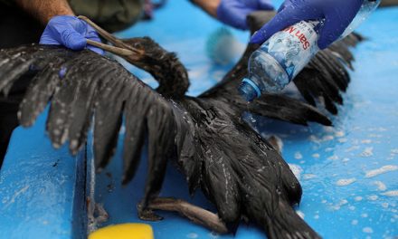 Oil Spill in Peru Harms Environment, Livelihoods