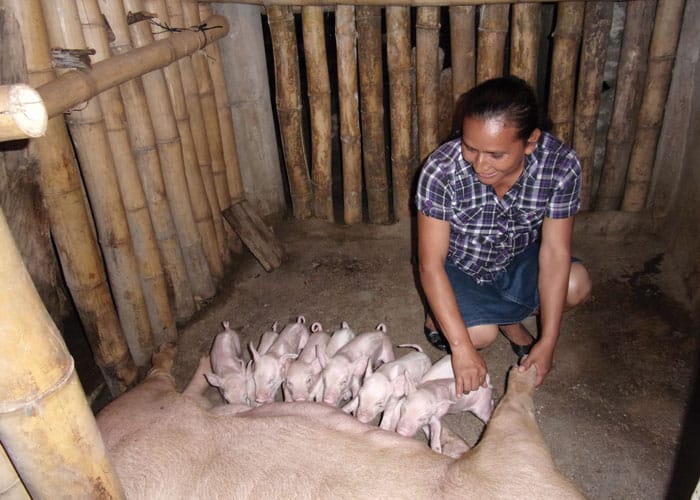 Monte San Juan agricultural program member Francisca Ventura tends to a litter of piglets. The program helped her to diversify her family farm. (Courtesy Margaret Vámosy/El Salvador)