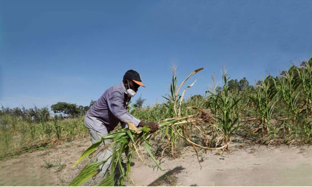 Pastoralists in Kenya at Risk as Drought Intensifies