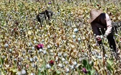Opium Farming Flourishes under Myanmar’s Junta