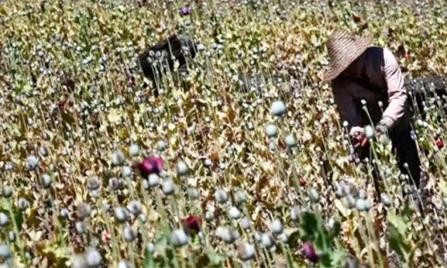 Opium Farming Flourishes under Myanmar’s Junta