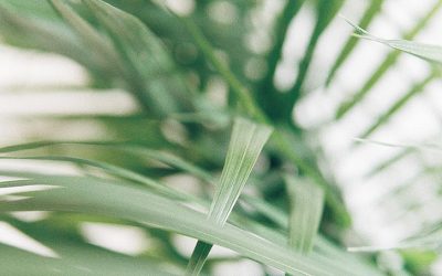 A Maryknoll Reflection for Palm Sunday