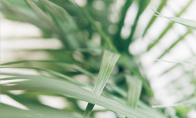 A Maryknoll Reflection for Palm Sunday