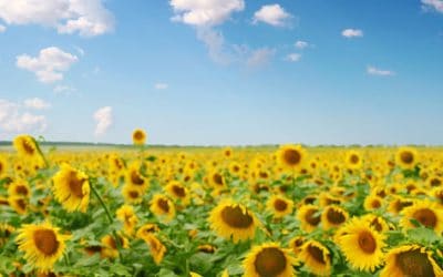 Orbis Books: Ukraine Diary