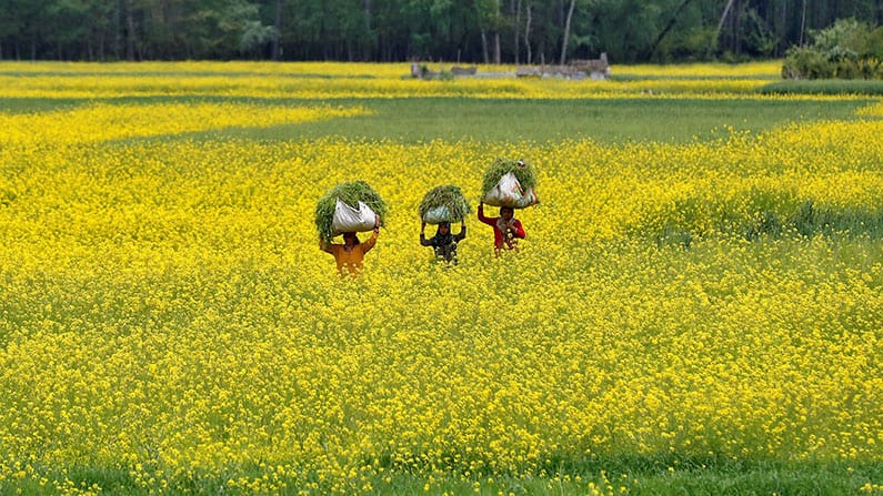 The Mustard Seed: A Maryknoll Reflection