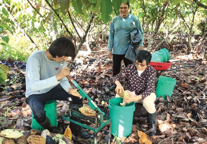 Maryknoll Sister Esperanza Principio and two harvesters split cacao pods, collecting the seeds, in the Amazon rainforest. (Courtesy of Esperanza Principio/Peru)