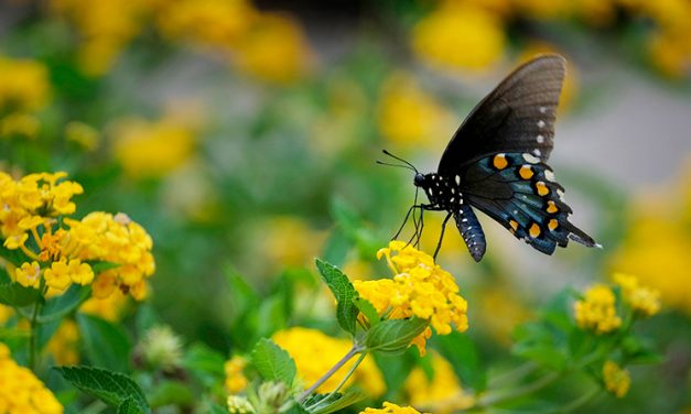 Pope Announces New Document to Follow Laudato Si’