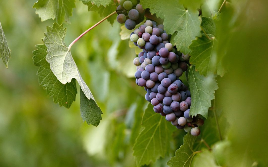 In the Vineyard: A Maryknoll Reflection