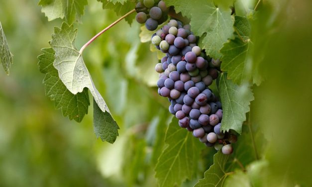 In the Vineyard: A Maryknoll Reflection