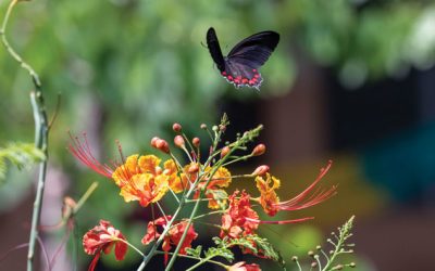 Prayer for Vocations, Summer 2025