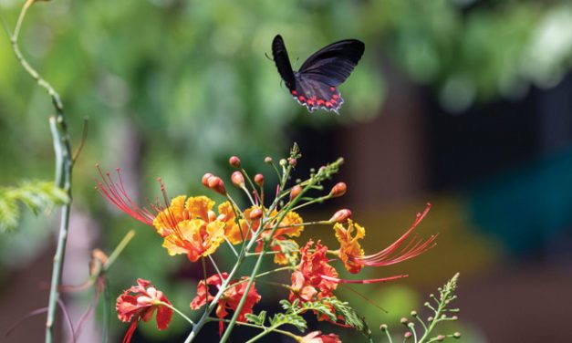 Prayer for Vocations, Summer 2025