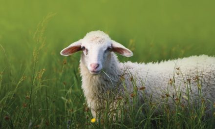 Prayer for Vocations, Fall 2025