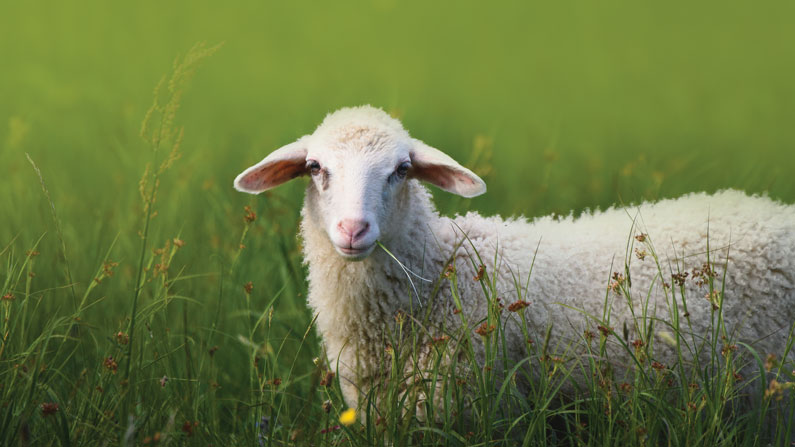 Prayer for Vocations, Fall 2025