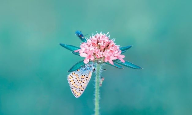 Prayer for Vocations, Spring 2026