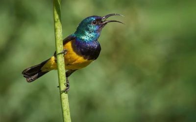 Bishop in Kenya Writes, Stop Destroying Our Forest