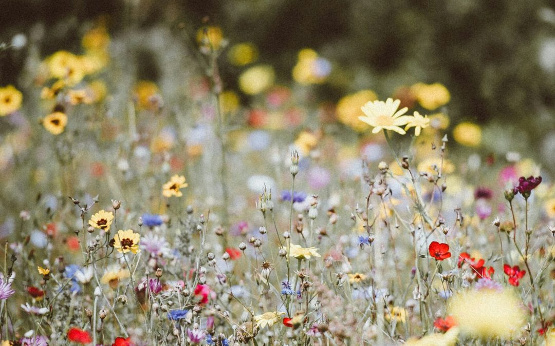 God’s Priceless Creation: A Maryknoll Reflection