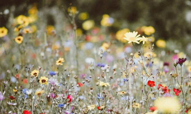 God’s Priceless Creation: A Maryknoll Reflection